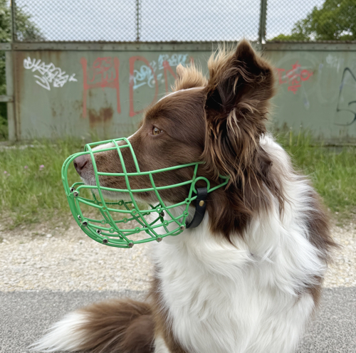border collie - australian shepherd
